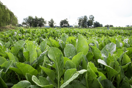 Green kale is growing by Asian farmer. Nature food and Vegetable conceptの写真素材