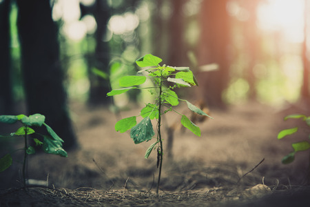 Close up of little plant glowing up in forest. Beginning of Life concept. Nature and Landscape theme.の写真素材