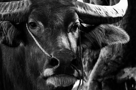 Close up of water buffalo portrait in black and white background. Headshot photography on face. Animal and mammal concept. Thai male buffalo on agriculture duty.の写真素材