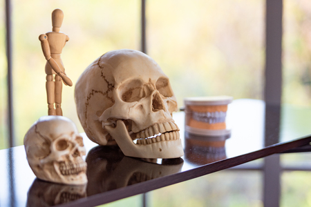 Skull skeleton on shelf in laboratory room at school. Science and object concept. Education and...