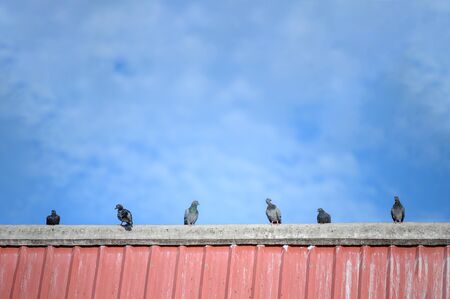 Flock of pigeons on the roof top. Animal and bird concept. House residence and Nature theme.の写真素材