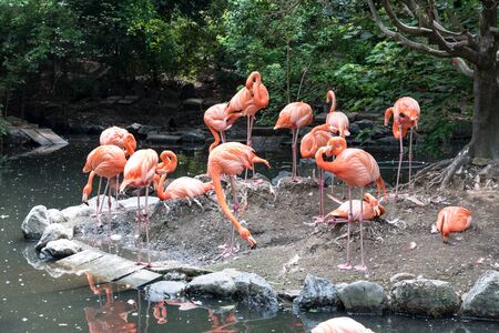 Flock of pink flamingos in pond. Bird and wild life animal concept. Natural life of flamingoの写真素材