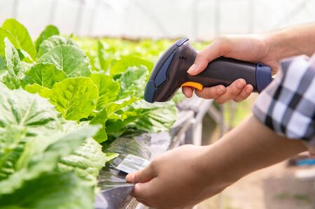 Closeup of modern farmer checking organic vegetables identification with barcode scanner in hydroponics farm futuristic scanning system. Technology and futuristic business. Agriculture and farming