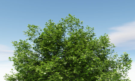 Closeup of green tree top with cloudy sky background. Nature and landscape concept. 3D illustration renderingの写真素材