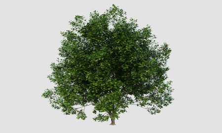 Big Acer marcophillum tree on isolated white background. Nature and object concept. 3D illustration renderingの写真素材