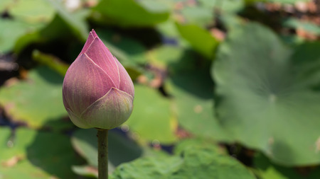 Lotus flower in the pond at daytime.の写真素材