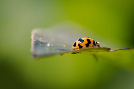 Ladybirdの写真素材