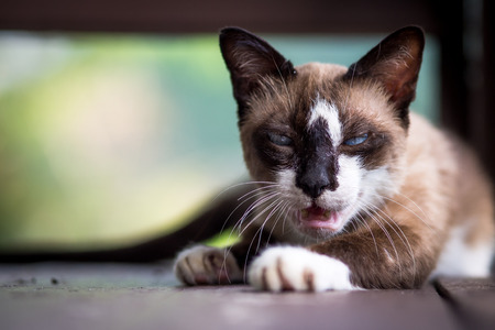 Agitated catの写真素材