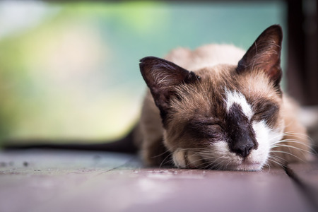 Sleepy catの写真素材