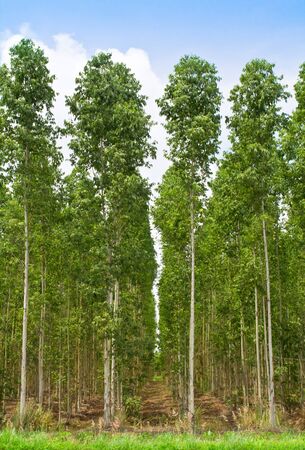 Eucalyptus forest in Thailand, plats for paper industry の写真素材