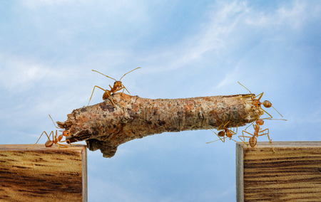 Ants carrying wood across channel, teamwork conceptの写真素材