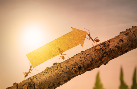 Ants carry rising arrow for business graph, business and teamwork conceptの写真素材