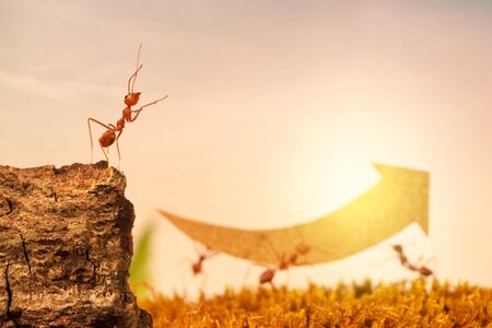 Ants carry rising arrow for business graph, business and teamwork conceptの写真素材