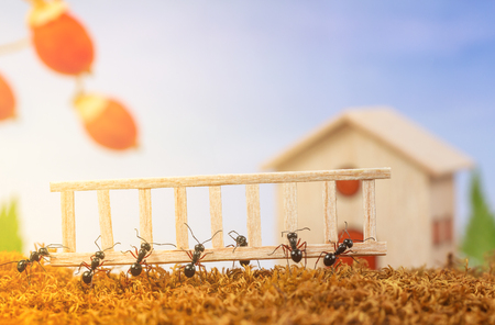 Ants build a house with ladder, teamwork conceptの写真素材