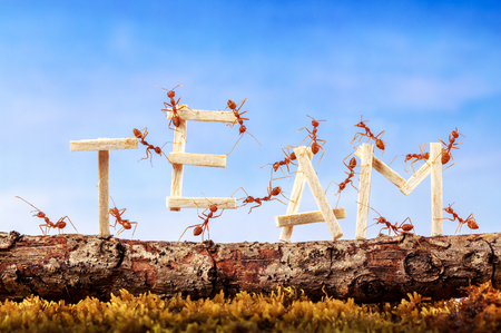 Ants carrying wording team, teamwork conceptの写真素材