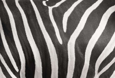 Zebra stripe skin texture background