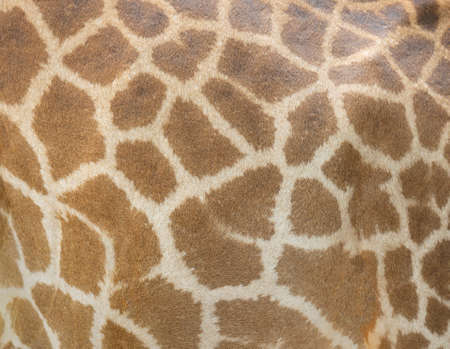 Giraffe skin pattern texture backgroundの写真素材