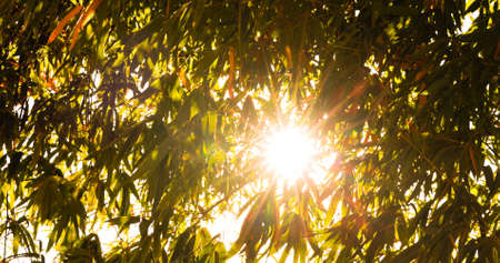 Sunlight through tree leaves in summer and spring seasonの写真素材