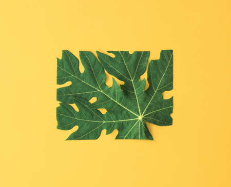 tropical leaf in wooden picture frame