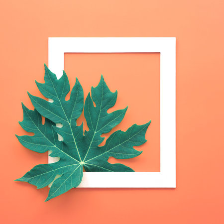 tropical leaf in wooden picture frameの写真素材