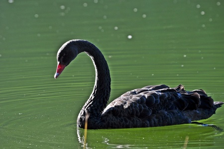 Black swanの写真素材