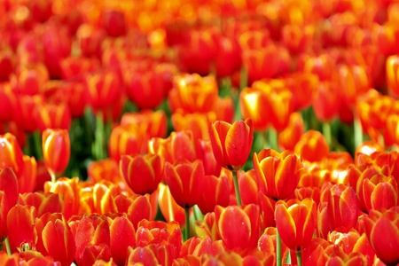 Tulip gardenの写真素材