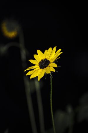 A beautiful flower at night