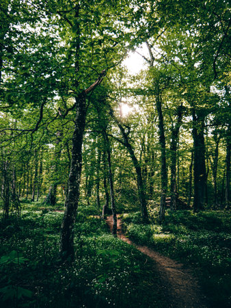 Sunlight in the green deciduous forest on a spring day