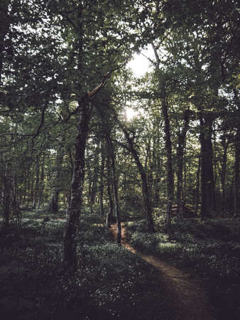 A view of a forest path in the middle of the woods.