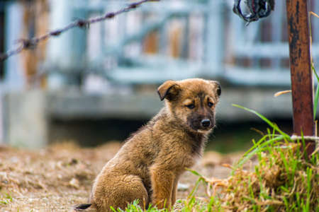 A cute dog baby is posing for a camera and sitting with selective focus.
