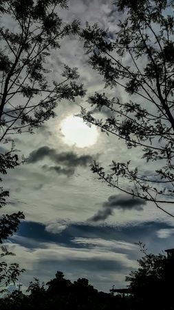 Sillhouette trees front of the sun.の素材