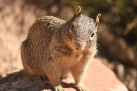 Ground Squirrelの写真素材