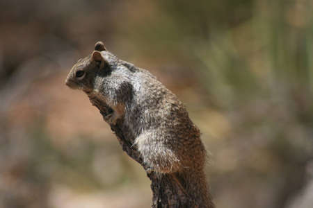 Squirrel, Grand Canyonの写真素材