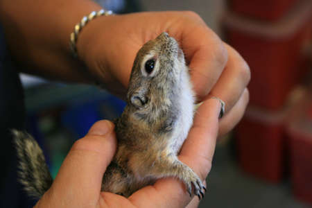 Happy Squirrelの写真素材
