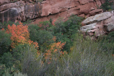 Red Rock foliageの写真素材
