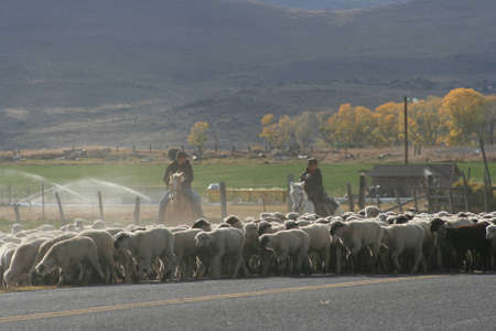 Sheep Herdの写真素材