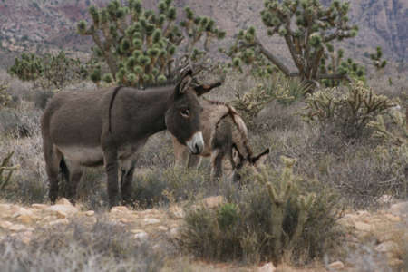 Jenny and Coltの写真素材