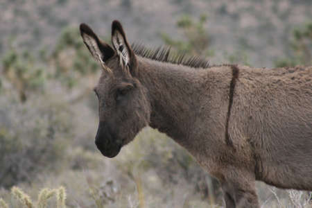 Burro with stripeの写真素材