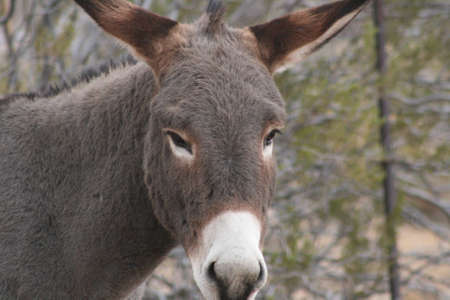 Burro Close-upの写真素材