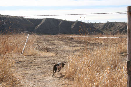 Bird Dogの写真素材