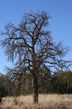 Dead Treeの写真素材