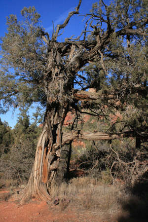 Dead Juniperの写真素材