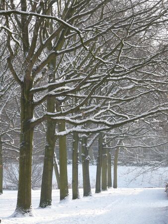 winter parkの写真素材