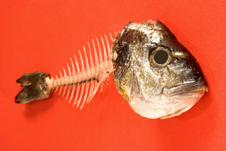 image of  fish bone over red surfaceの写真素材