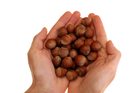 image of hands holding hazelnuts over white backgroundの写真素材