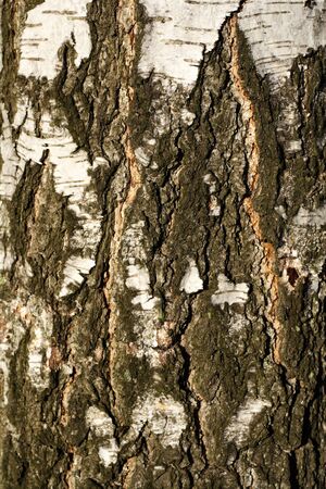 close up shot of a tree bark ideal as backgroundの写真素材