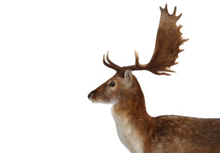 deer isolated on white pleny of copy space for textの写真素材