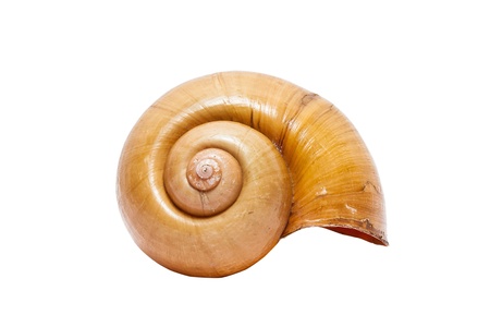 spiral shell isolated on white background 