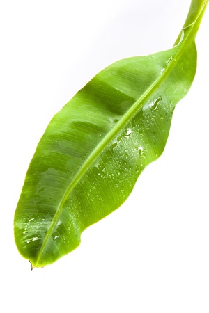 Banana leaf on white backgroundの写真素材