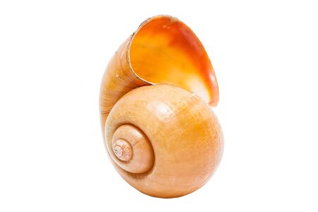 spiral shell isolated on white background